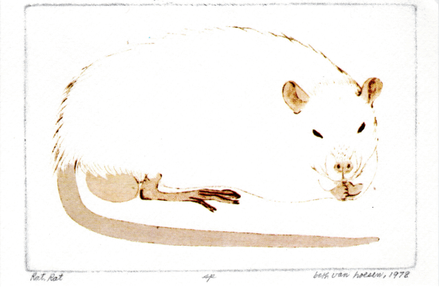 Rat