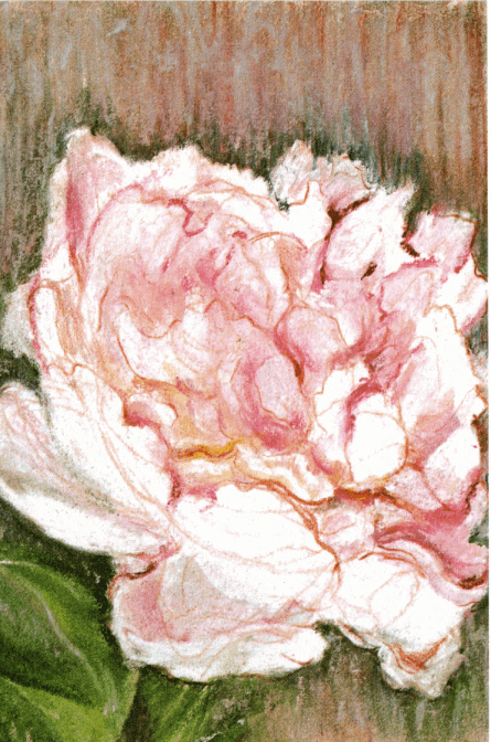 Peony